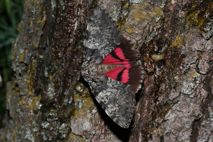 Catocala promissa